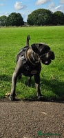 Cane Corso dogs Rehoming female 4 year old Cane Corso - Advert 12