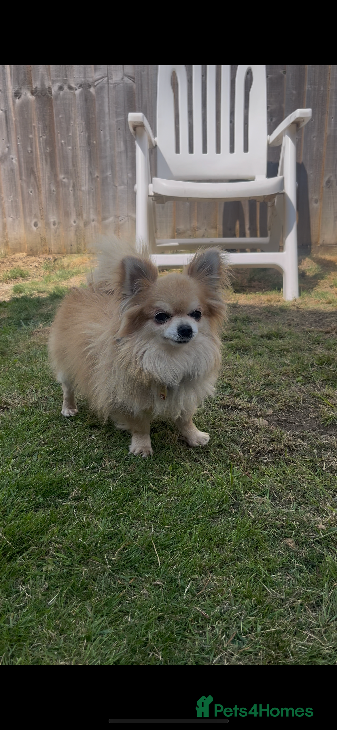 Chihuahua dogs Extra tiny  **  full kc reg chihuahua stud - Advert 18