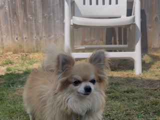 Chihuahua dogs Extra tiny ** full kc reg chihuahua stud - Advert 2