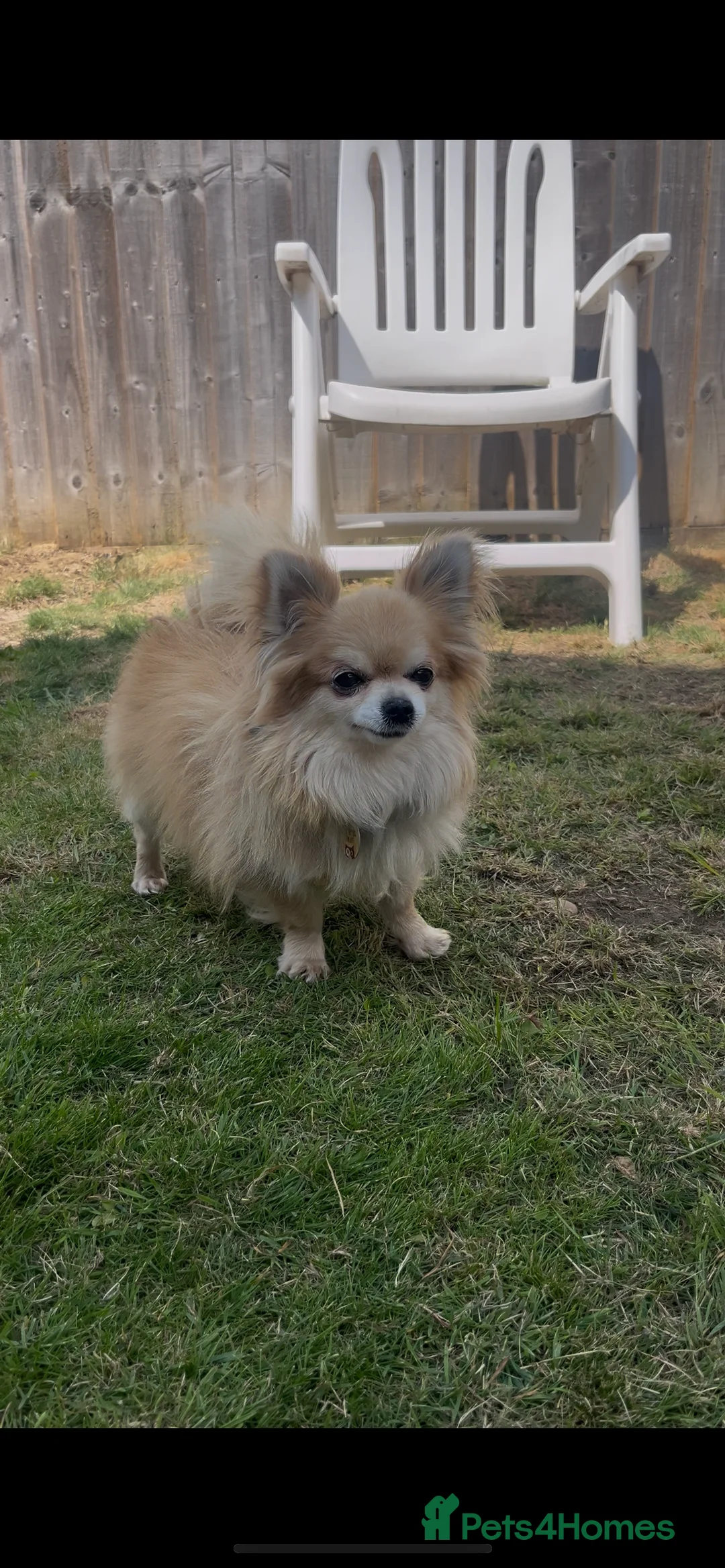 Chihuahua dogs for stud: Extra tiny  **  full kc reg chihuahua stud - Advert 1