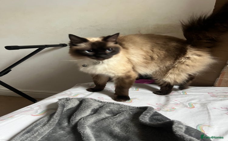 Ragdoll cats - Advert 12