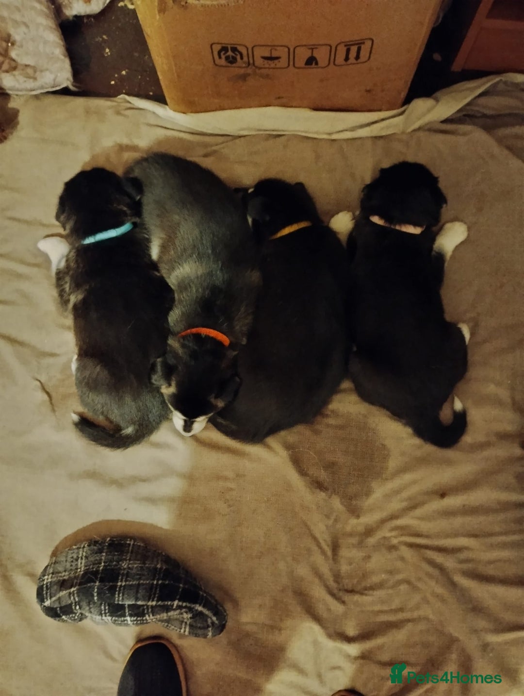 Mixed Breed dogs for sale:  Beautiful Husky x Suluki pups - Advert 10