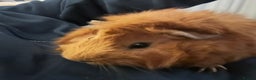 Guinea Pig rodents for sale: Stunning boar pair with all accessories  - Advert 4