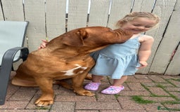 Dogue De Bordeaux dogs for stud: Proven KC Reg Dogue De Bordeaux in Newcastle upon Tyne - Image 5