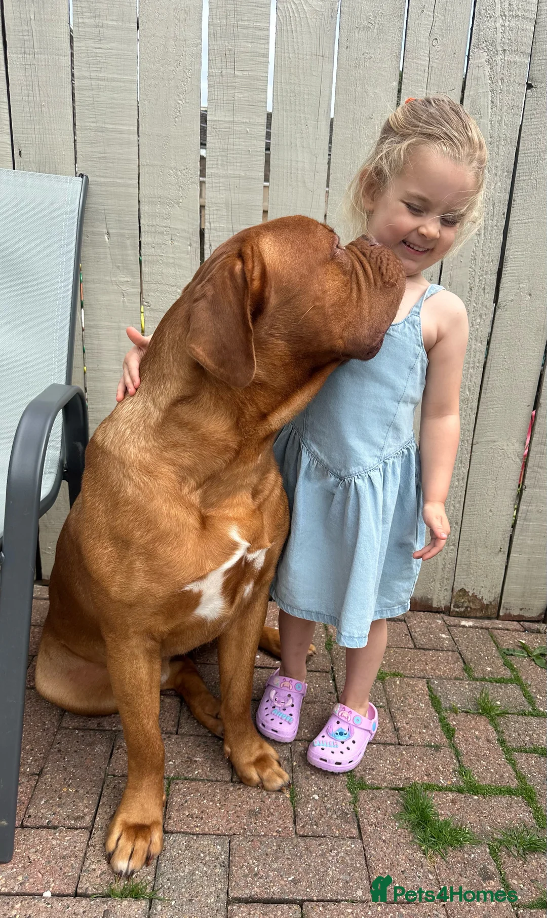 Dogue De Bordeaux dogs for stud: Proven KC Reg Dogue De Bordeaux in Newcastle upon Tyne - Advert 12