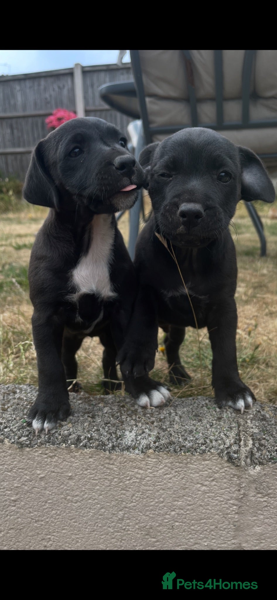 Patterdale Terrier dogs One girl left  - Advert 6
