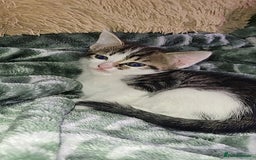 Mixed Breed cats for sale: Kittens ready for new homes  - Image 6