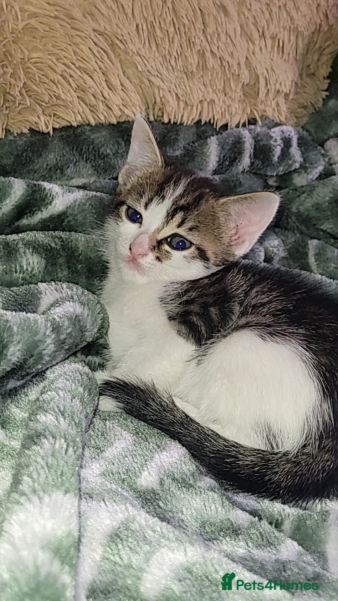 Mixed Breed cats for sale: Kittens ready for new homes  - Image 6