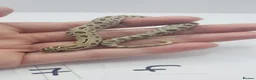 Snake reptiles for sale: Baby Western Hognoses mixed sex and morphs From - Advert 6