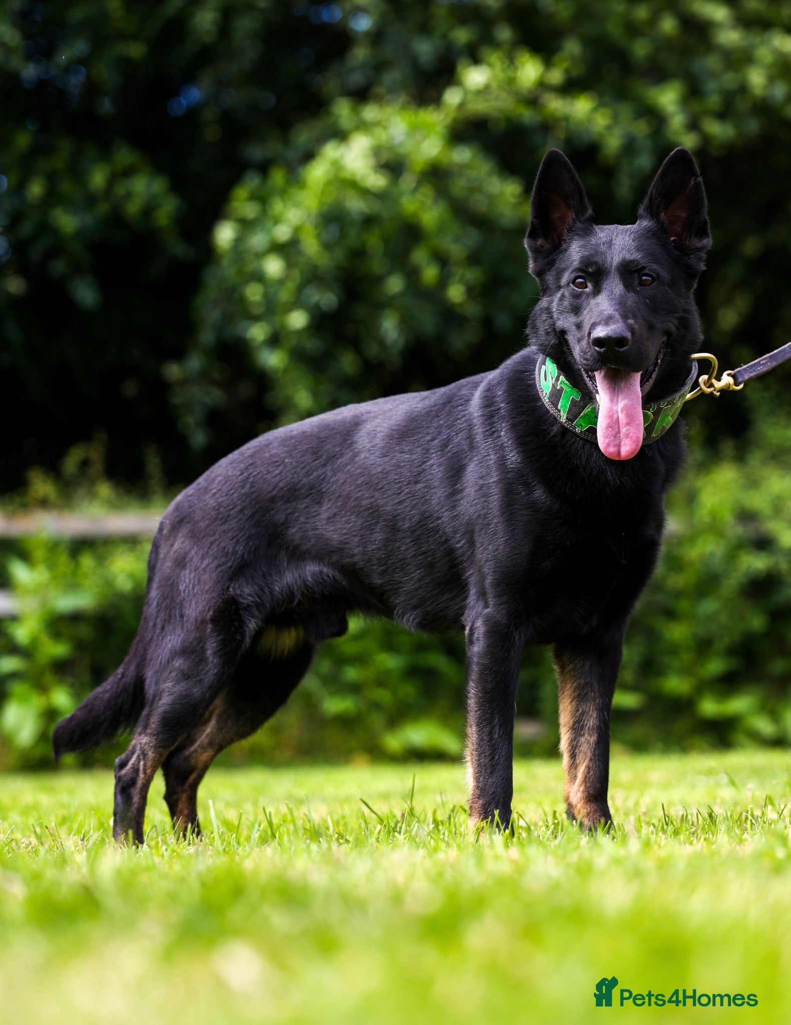 German Shepherd dogs Fully health tested strong bi colour male - Advert 1