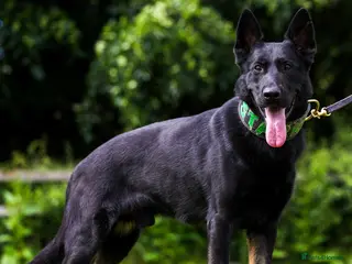 German Shepherd dogs Fully health tested strong bi colour male - Advert 1