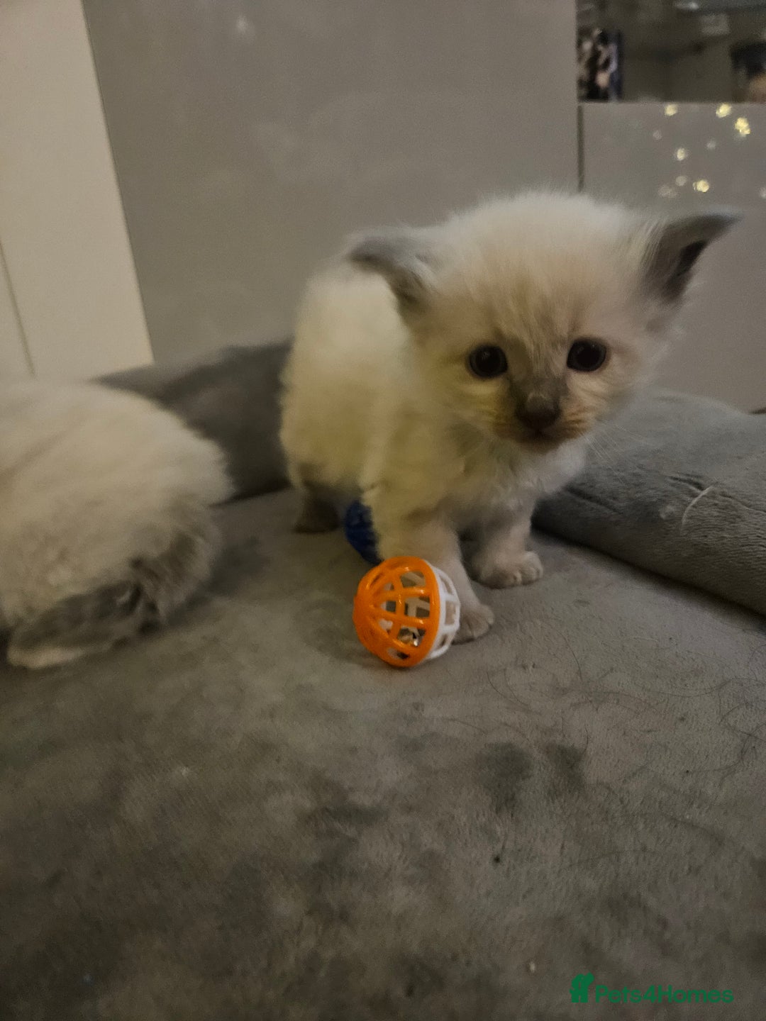 Ragdoll cats for sale: Baby girl and boy ragdoll kittens - Advert 4