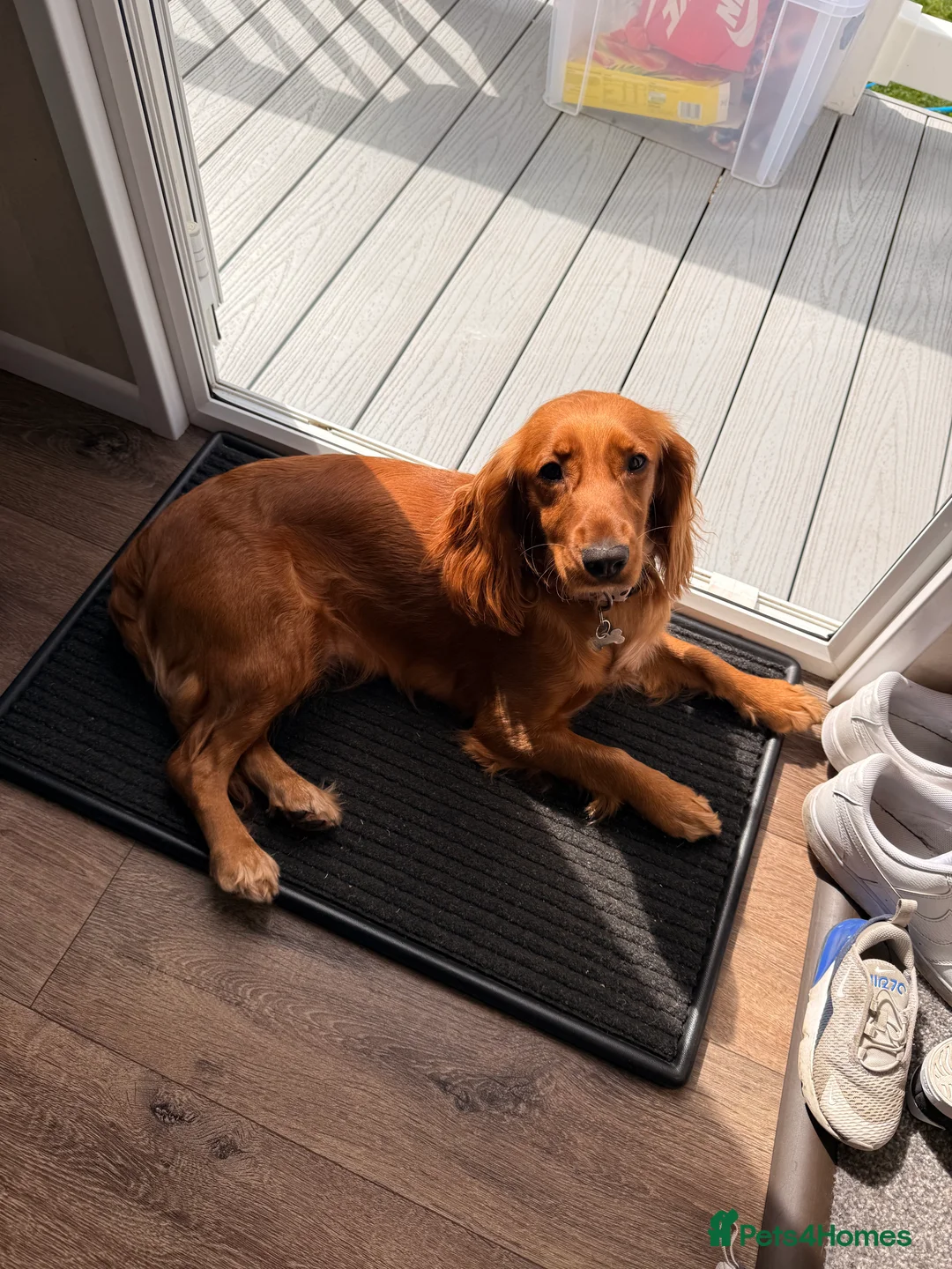 Cocker Spaniel dogs for sale: Female Cocker Spaniel - Advert 2