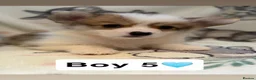 Welsh Corgi Pembroke dogs for sale: Stunning KC Registered Corgi Pups - Advert 7