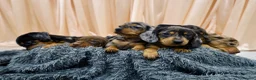 Dachshund dogs for sale: Adorable Dachshund Puppies Ready for Forever Homes - Advert 4