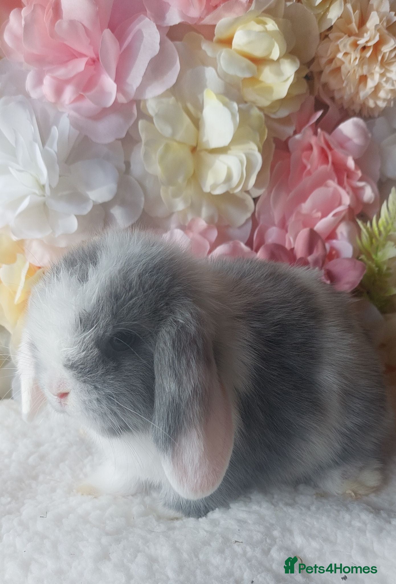 Mini Lop rabbits mini lops for sale - Advert 5
