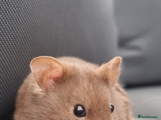 Hamster rodents for sale: Gorgeous male hamster with cage and full set up - Advert 1