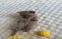 Scottish Fold cats for sale: Scottish straight - Image 10