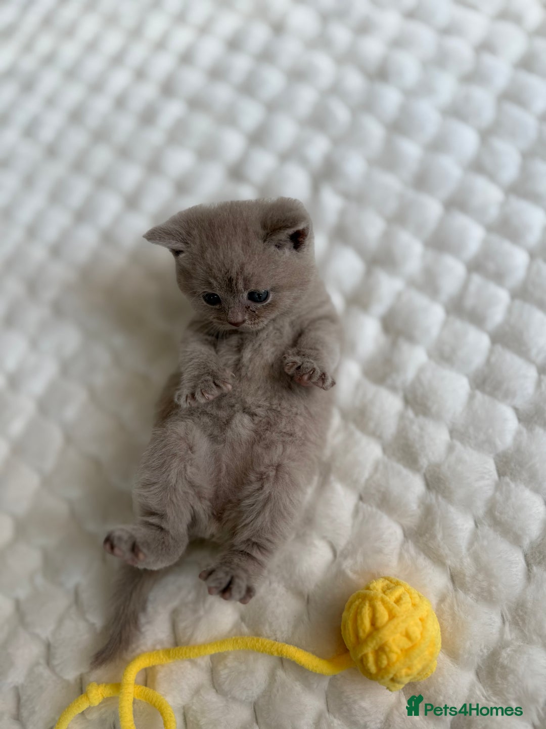 Scottish Fold cats for sale: Scottish straight - Image 10