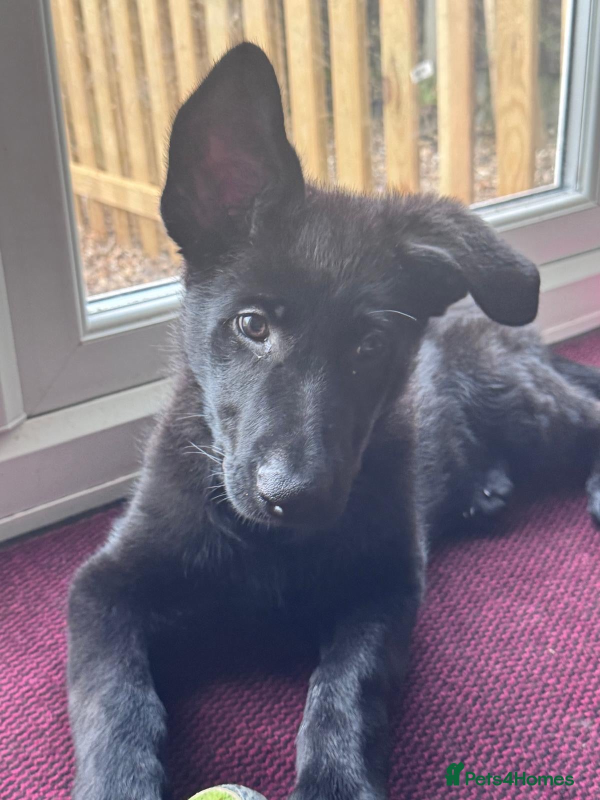 German Shepherd dogs Male Working Line KC registered German Shepherd - Advert 1