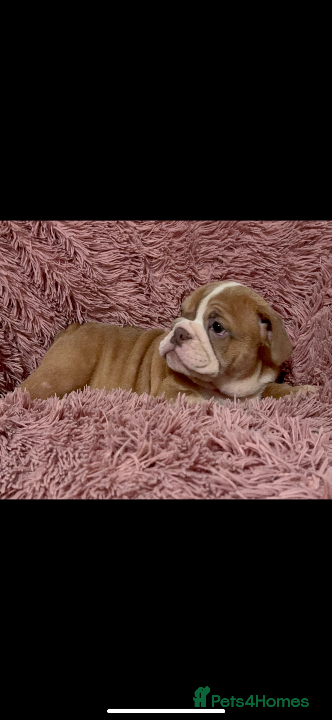 English Bulldog dogs for sale: 6 beautiful DWKC pups for sale  - Image 3