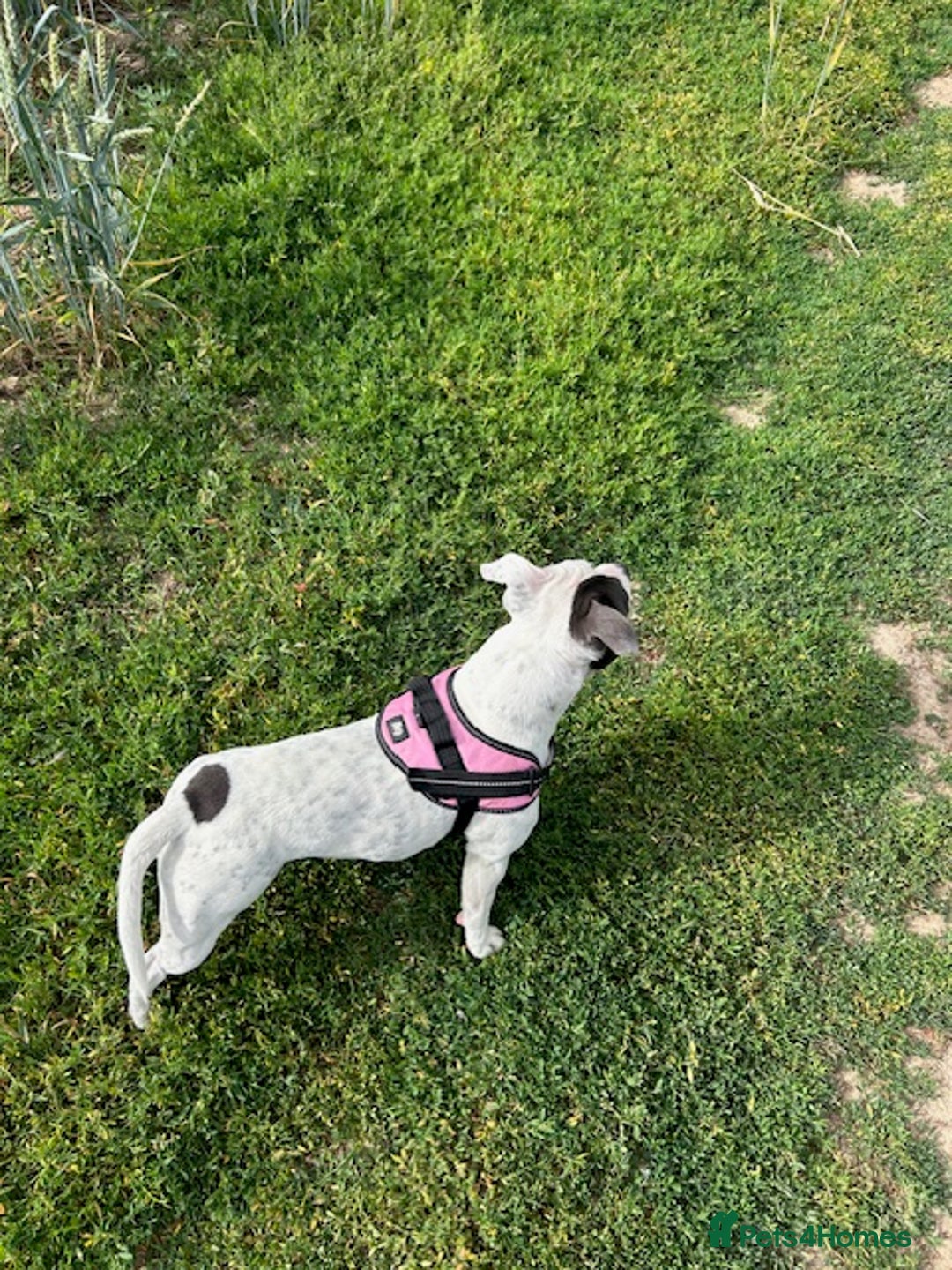 Staffordshire Bull Terrier dogs for sale: 2 beautiful blue/white staffy boys 💙🐾💙 - Advert 4