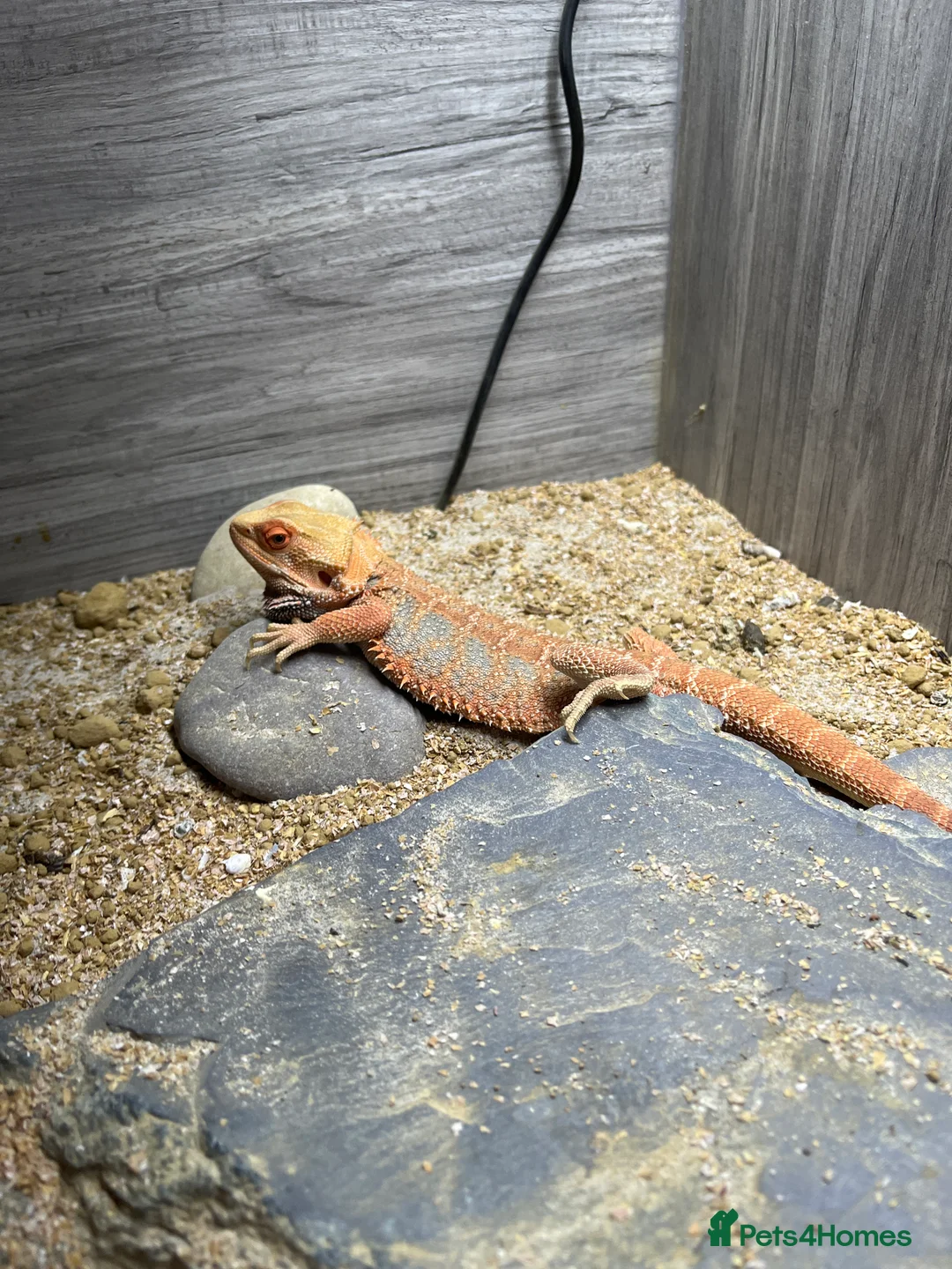 Bearded Dragon reptiles for sale: Bearded dragon cage and all the things you need - Advert 1