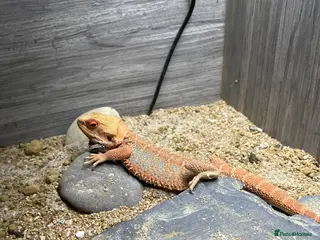 Bearded Dragon reptiles Bearded dragon cage and all the things you need - Advert 3