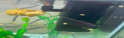 Snails fish for sale: Golden apple snails - Advert 17