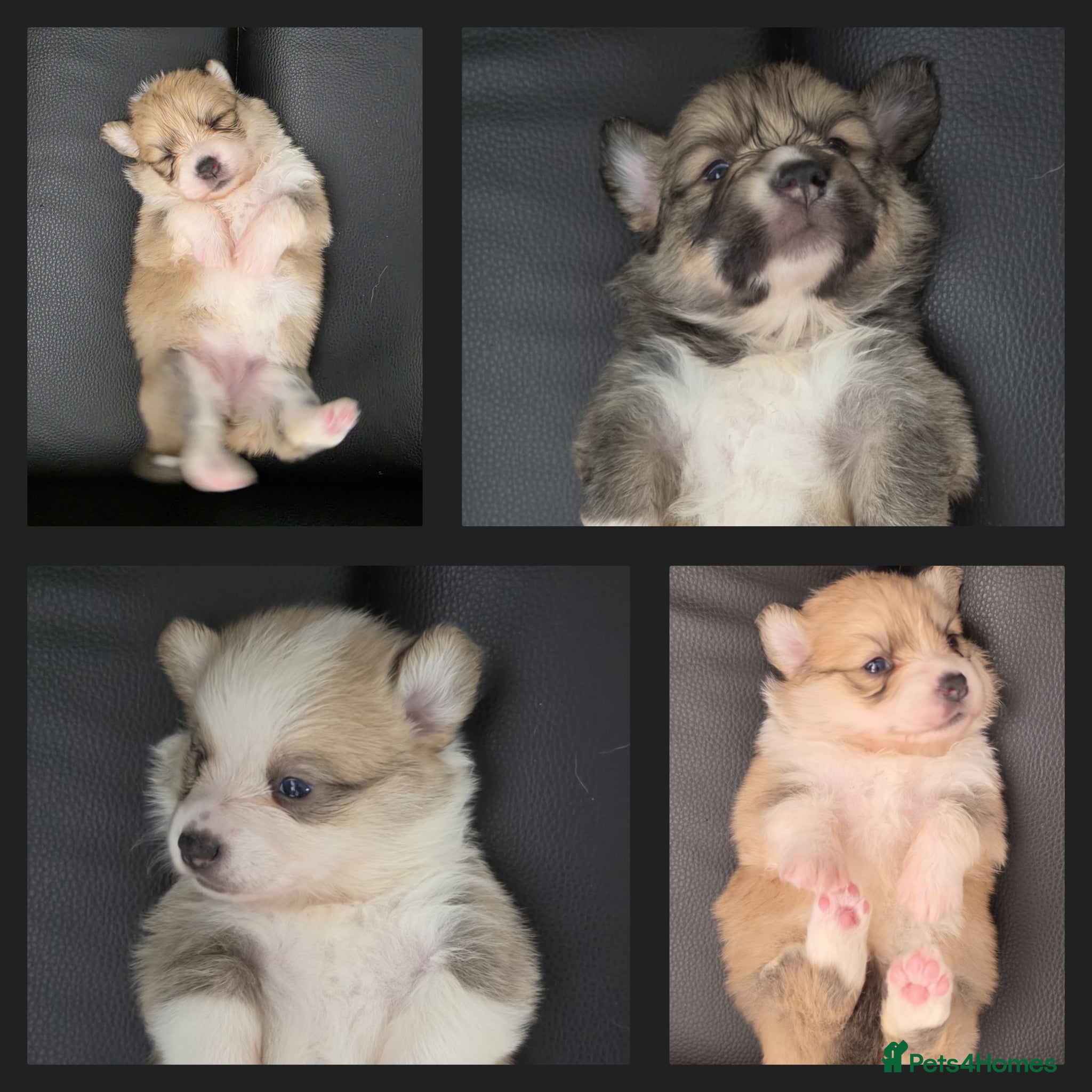 Welsh Corgi Pembroke dogs KC registed Welsh Pembroke Corgi. - Advert 5
