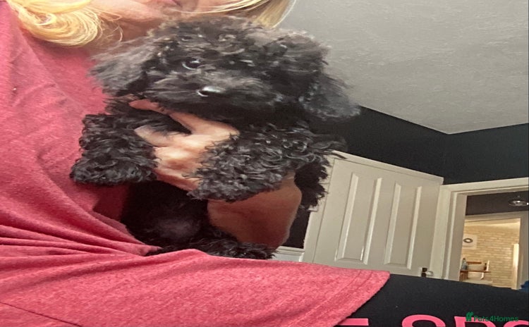 Doxiepoo dogs - Advert 1