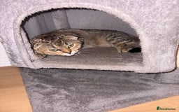 Scottish Fold cats for sale: 5months kitten for sale  - Image 2