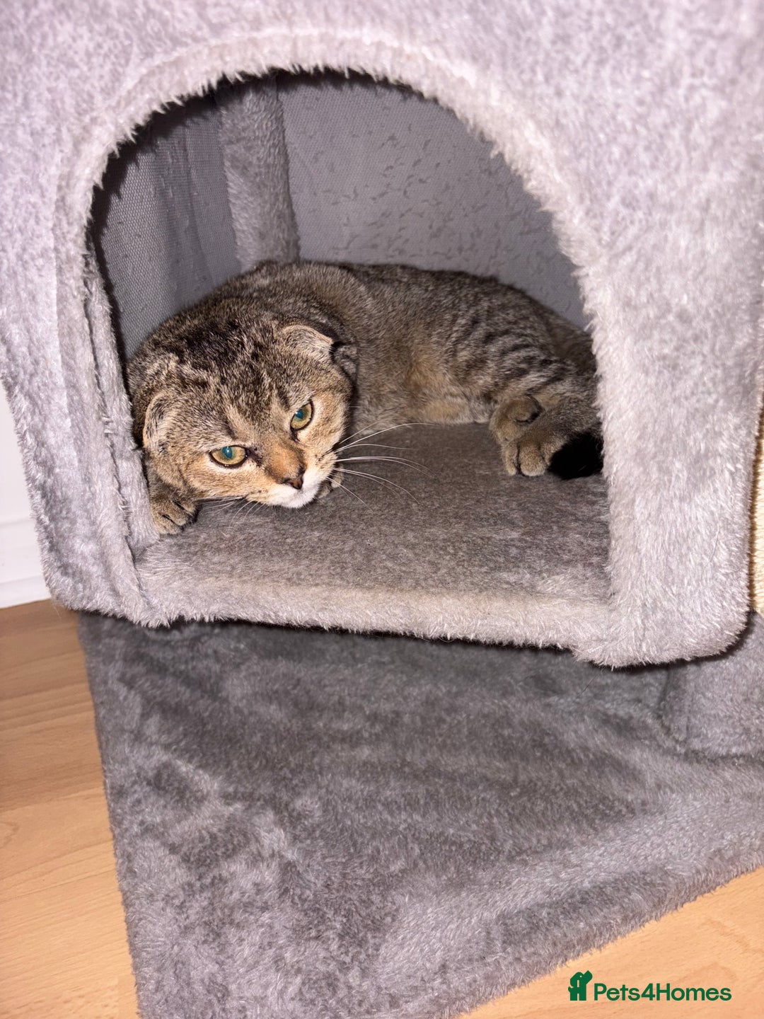 Scottish Fold cats for sale: 5months kitten for sale  - Image 2