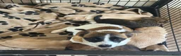 Jackapoo dogs for sale: Beautiful litter of f1 jackapoo puppies  - Advert 6