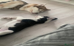 Siberian Husky dogs for sale: Husky puppy female for sale - Image 3