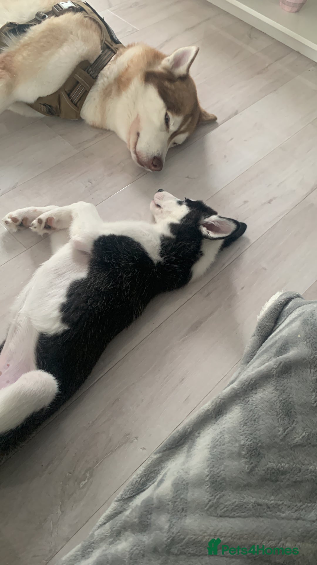 Siberian Husky dogs for sale: Husky puppy female for sale - Image 3