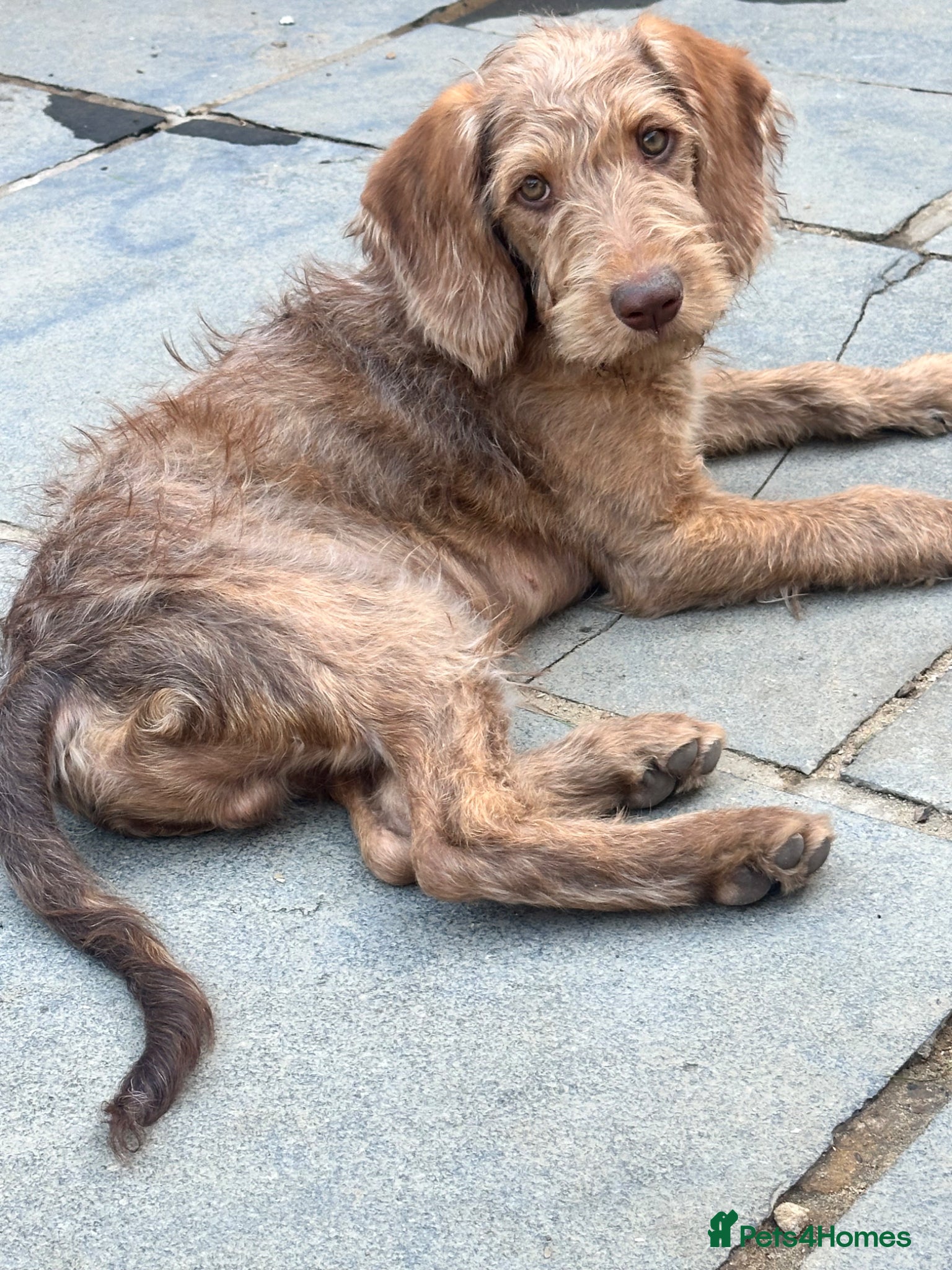 Australian Labradoodle dogs Australian labradoodle last boy reduced ready now  - Advert 1