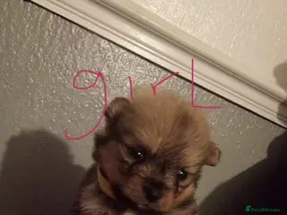 Pomeranian dogs Pomeranian - Advert 12