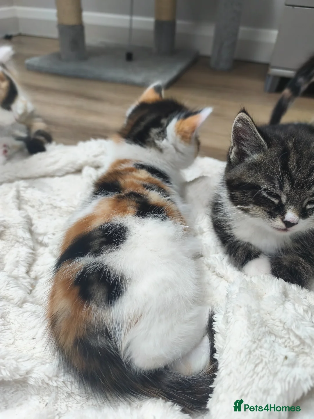 Mixed Breed cats for sale: The kittens are very beautiful, smart, playful,  - Advert 2
