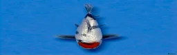 Koi Carp fish for sale: Japanese Koi - Top Quality - Advert 5