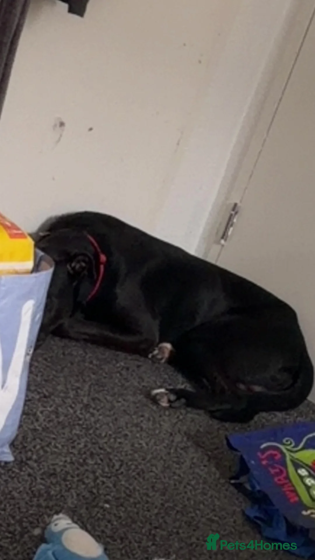 Mixed Breed dogs for sale: GSD/ Bullmastif x collie mix  in Plymouth - Advert 2