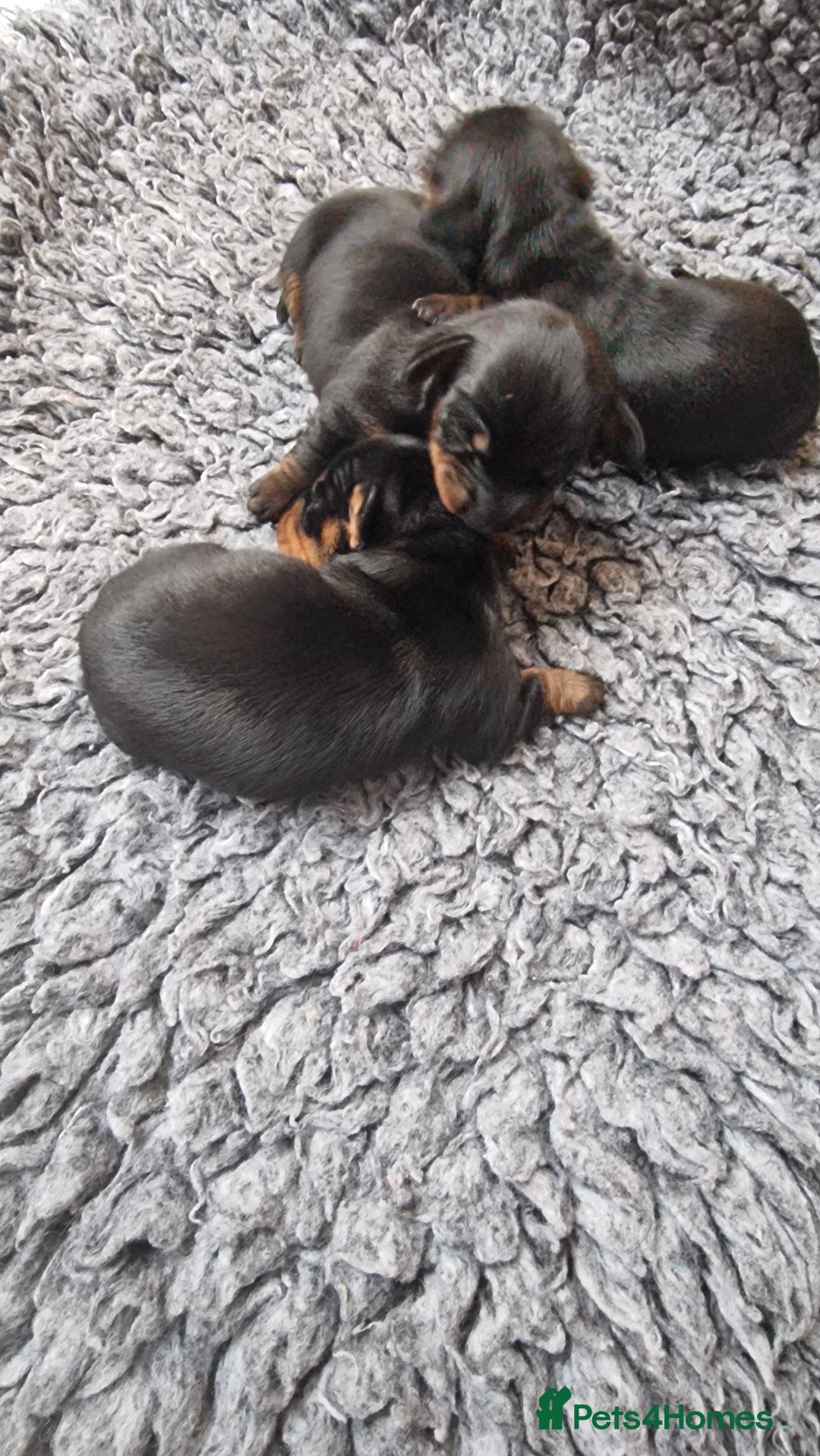 Miniature Dachshund dogs for sale: Beautiful Pedigree Minature Dachshunds Black & Tan - Advert 11