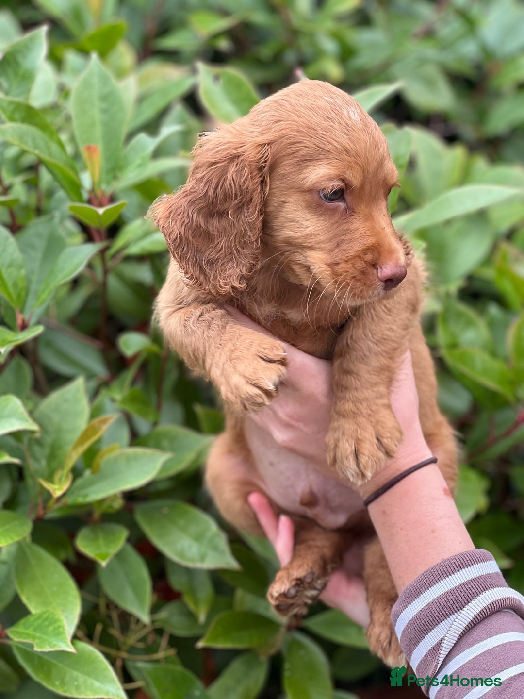 Cocker Spaniel dogs for sale: 2 Red working cocker spaniel puppies - Image 21