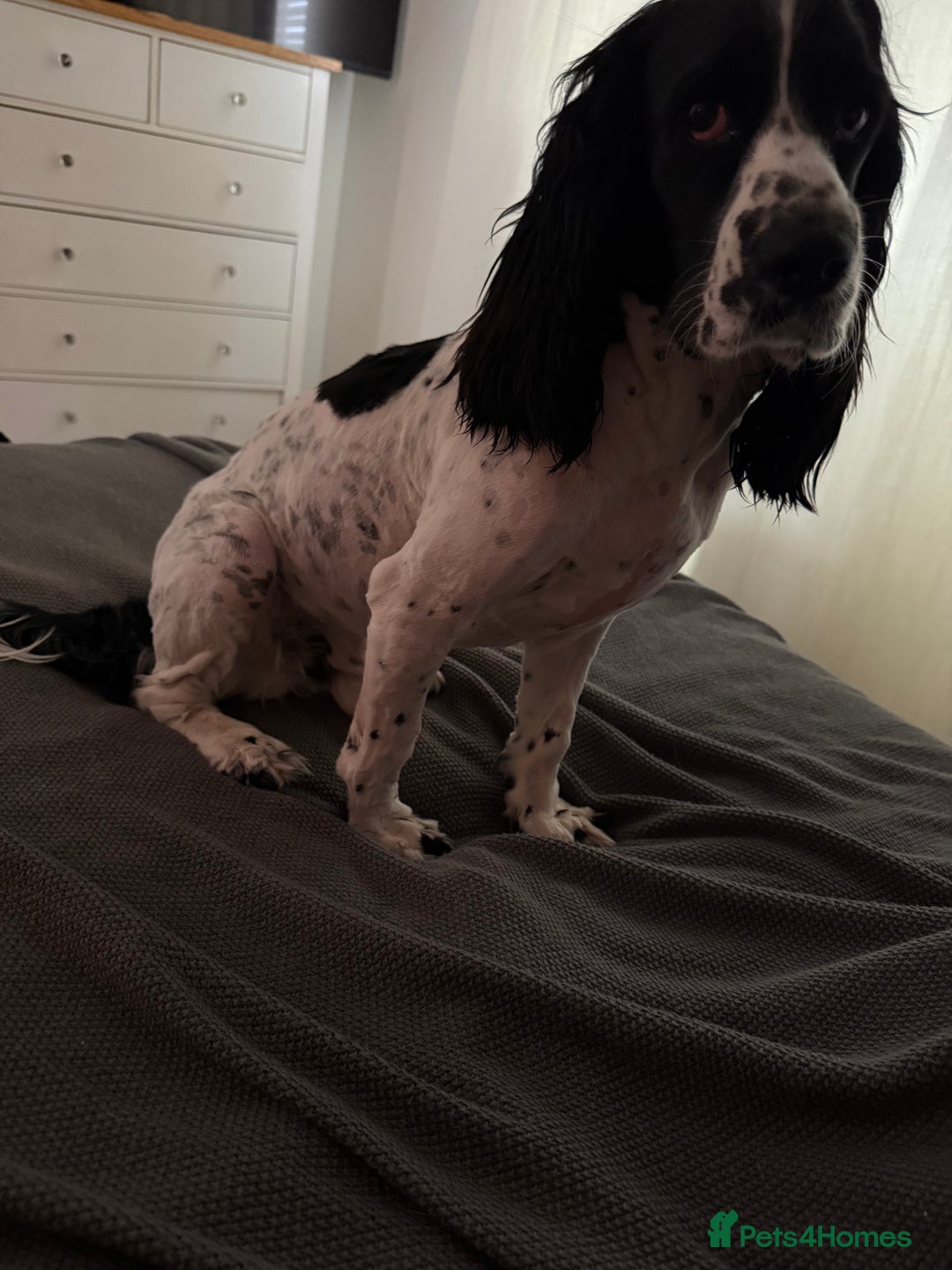 Cocker Spaniel dogs for stud: KC registered Show cooker spaniel male for stud - Image 4