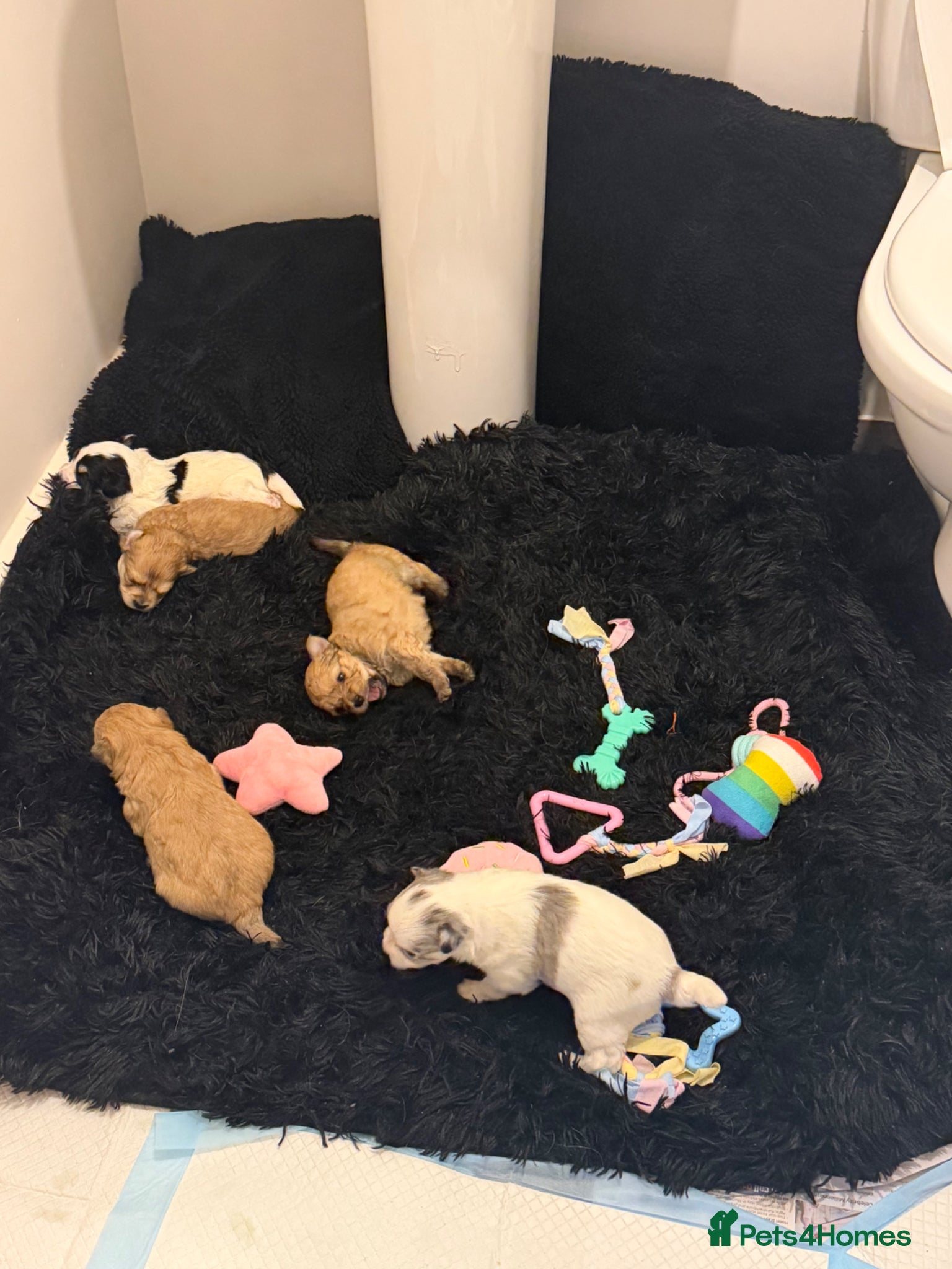 Maltipom dogs Maltipoms - Advert 4