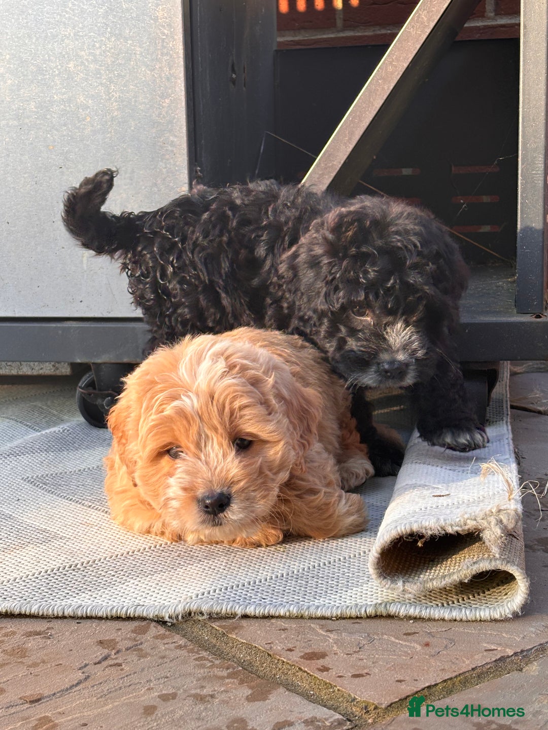 Cockapoo dogs for sale: F1 toy cockapoo puppies in Bristol - Image 5