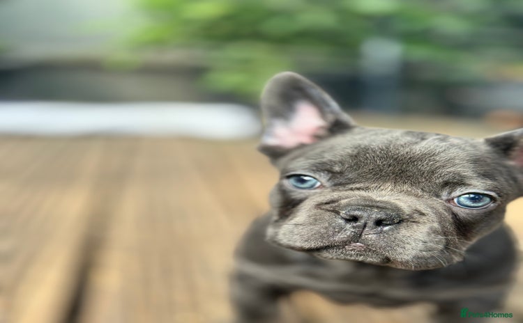 French Bulldog dogs - Advert 1