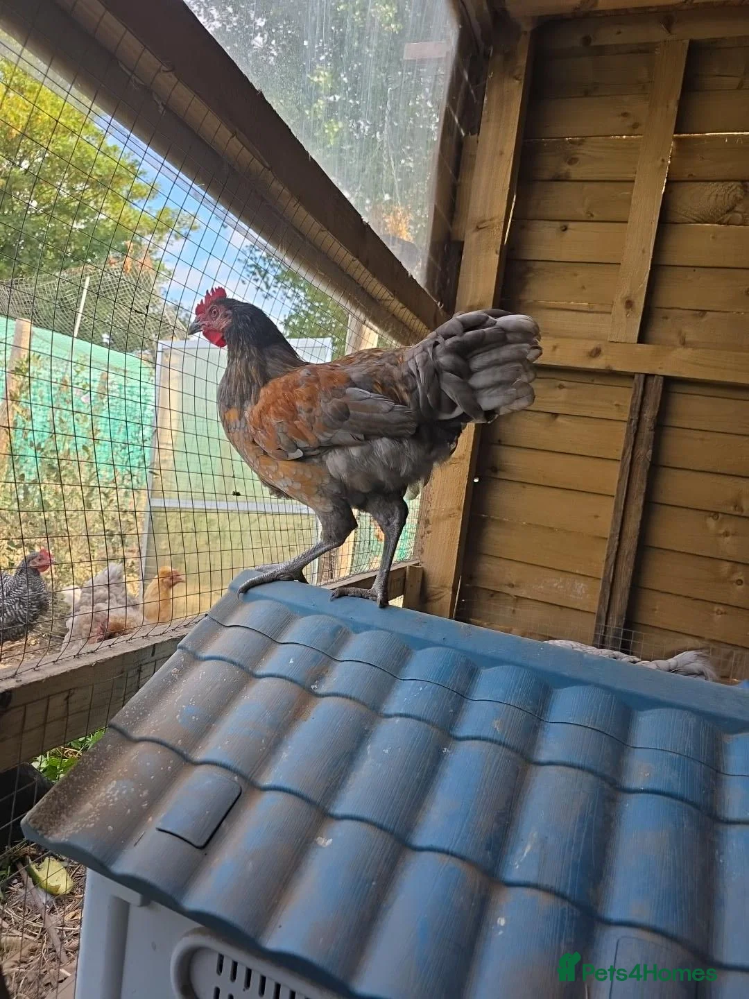Chickens poultry for sale: Asortment of roosters - Advert 1