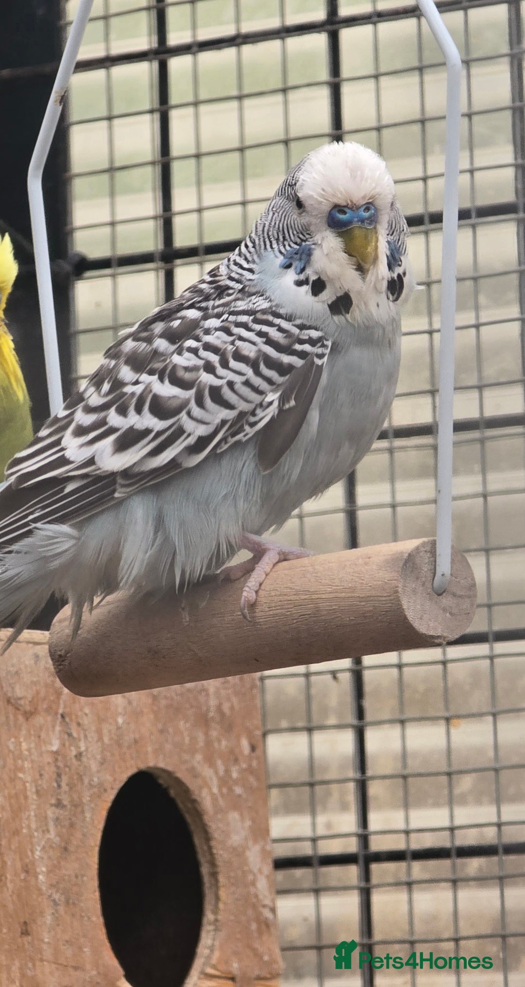 Lovebirds birds for sale: Love bird and breeding pairs of Budgies  - Advert 6