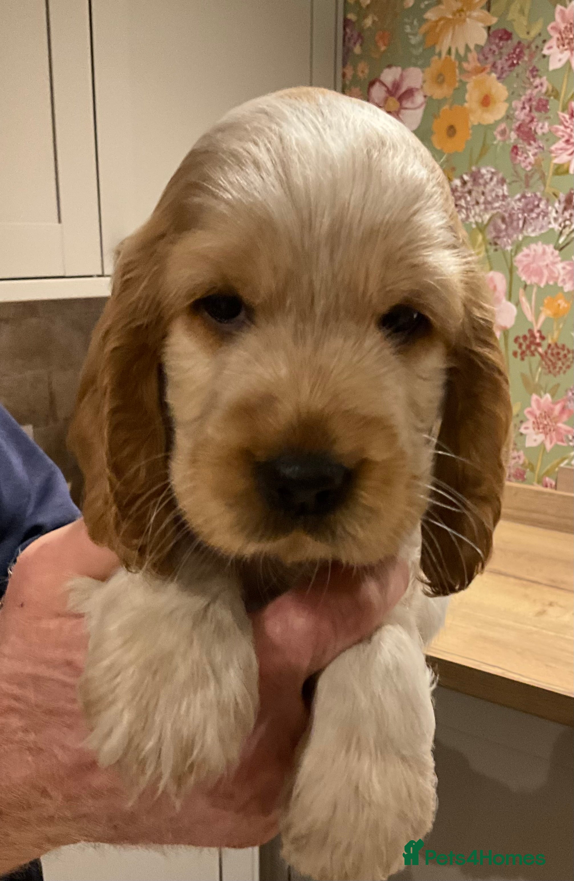 Cocker Spaniel dogs Stunning Litter of Show Cocker Spaniel Puppies  - Advert 12